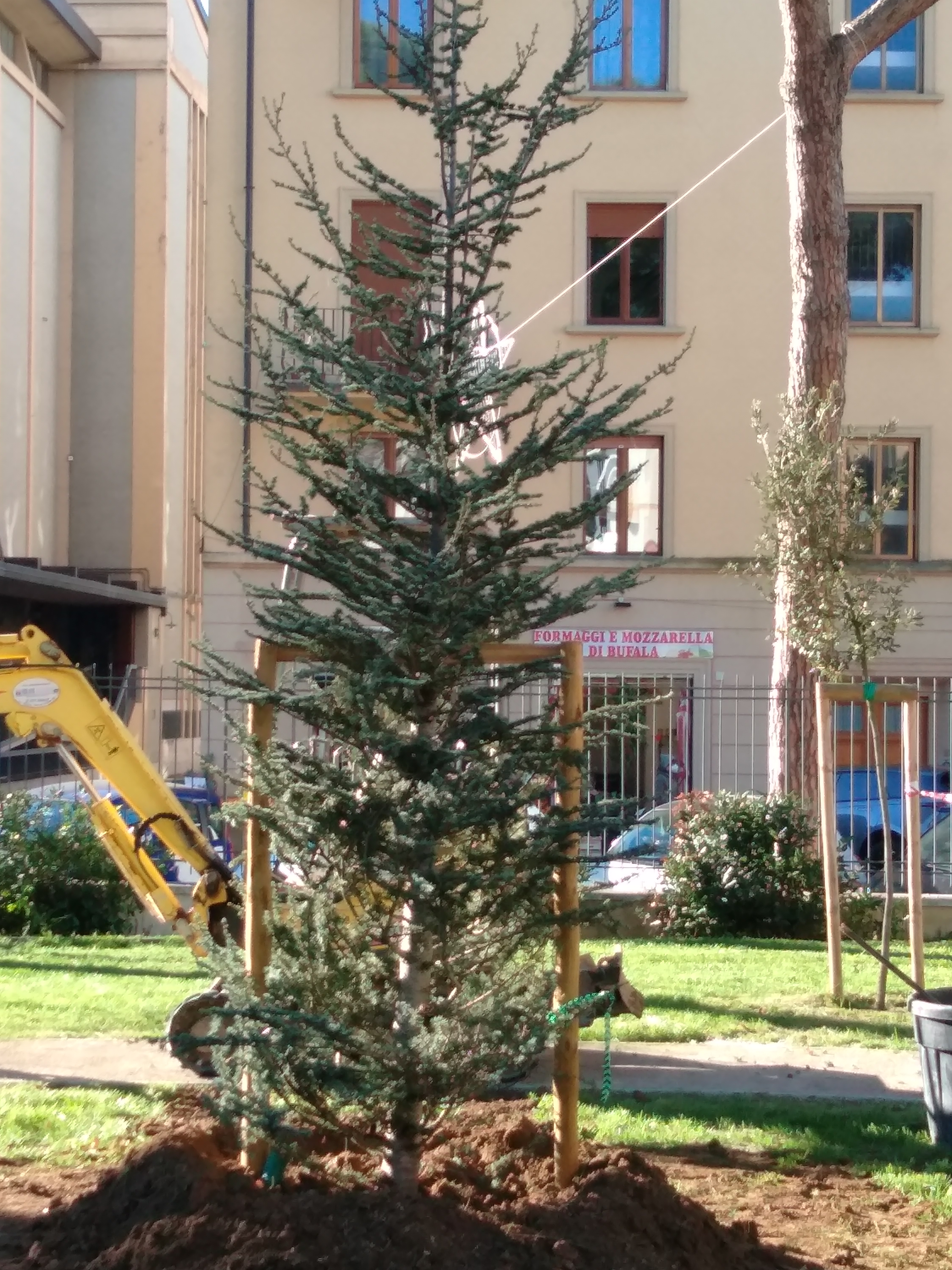 Festa dell'albero. Cedro al Q2